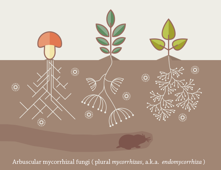 Arbuscular mycorrhizal fungi